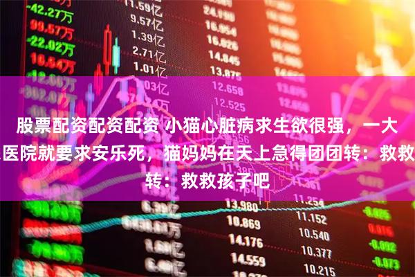 股票配资配资配资 小猫心脏病求生欲很强，一大爷送来医院就要求安乐死，猫妈妈在天上急得团团转：救救孩子吧